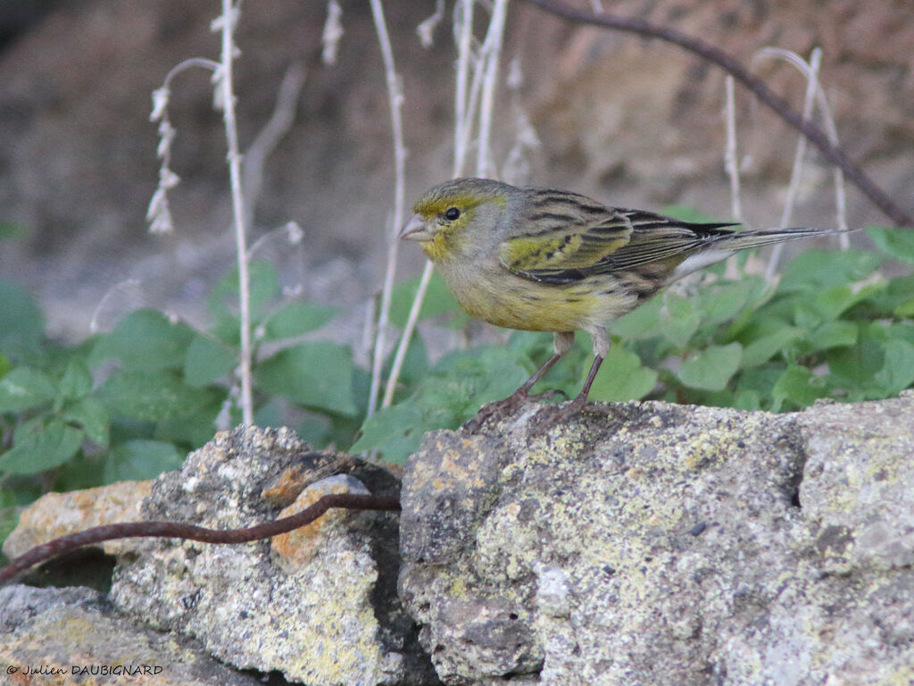 Serin des Canaries, identification