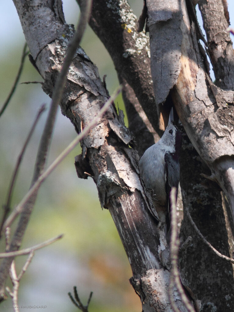 White-breasted Nuthatch, identification