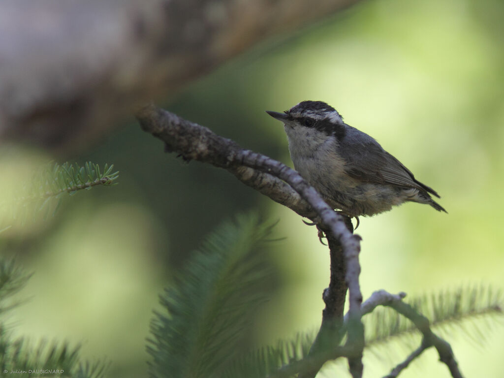 Red-breasted Nuthatch, identification