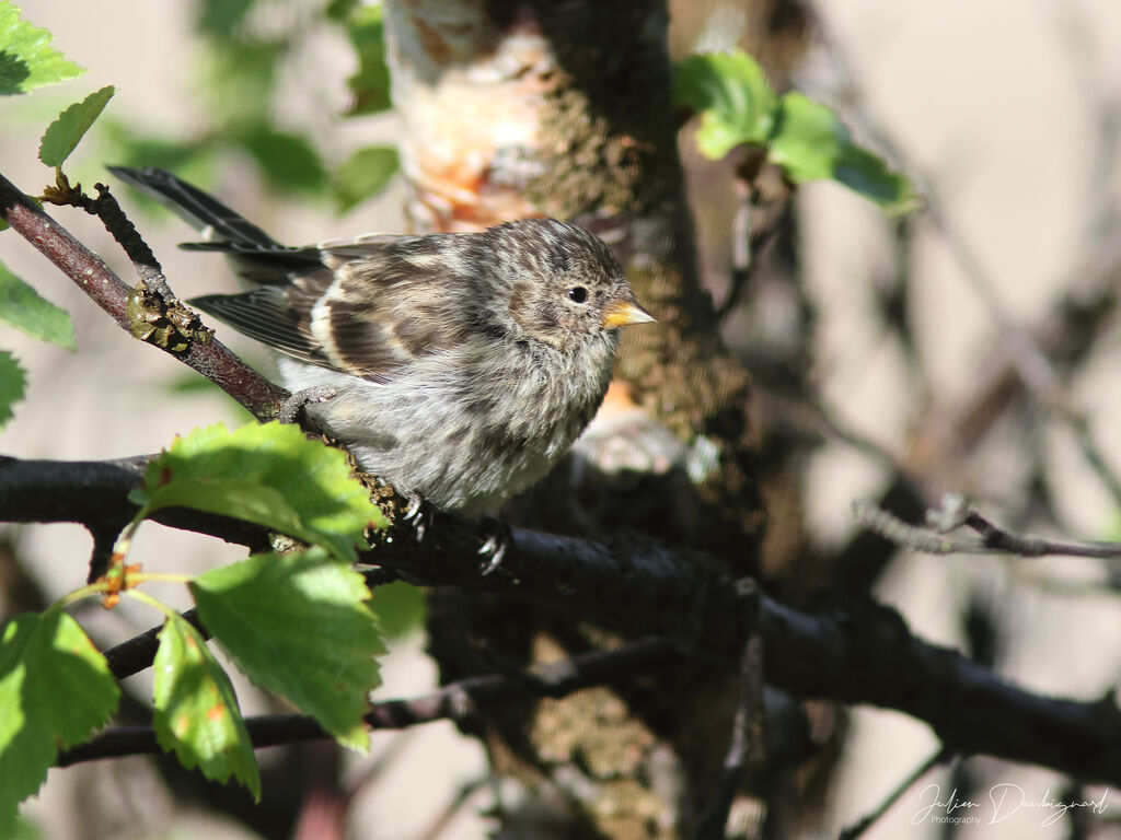 Sizerin flammé, identification