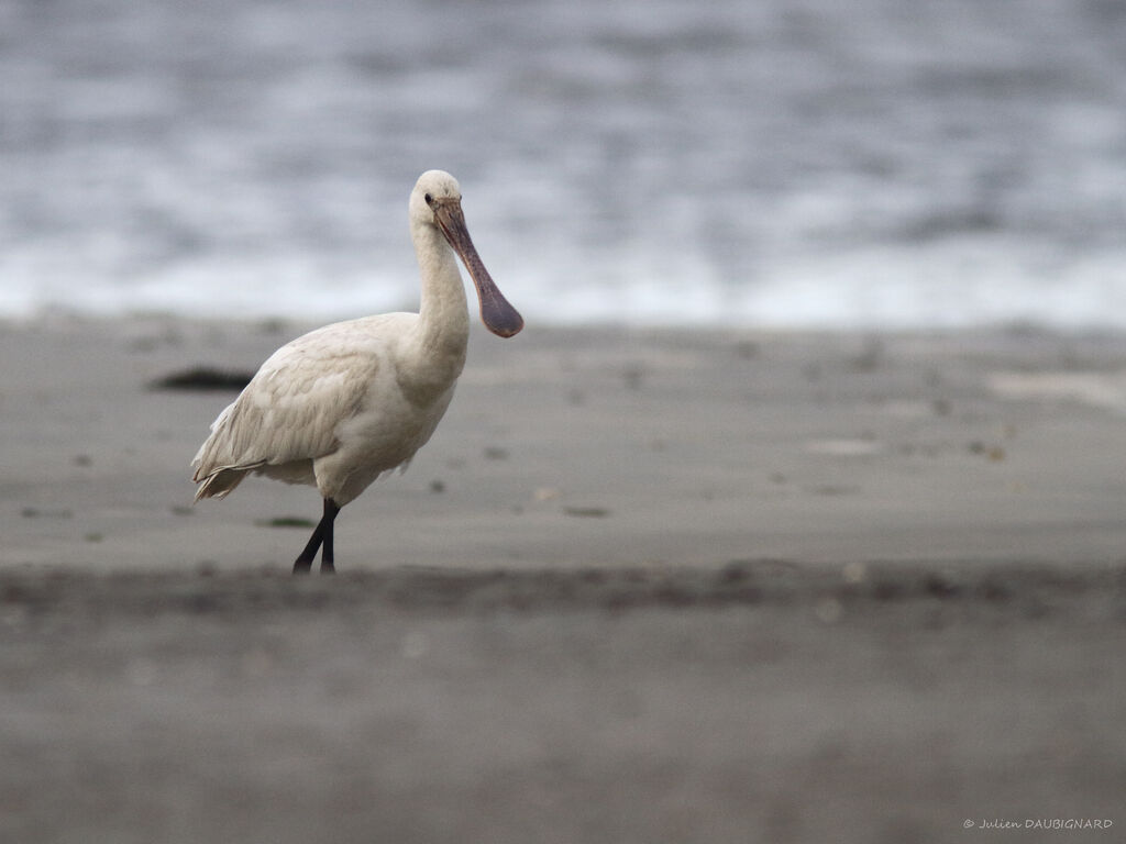Eurasian Spoonbill, identification