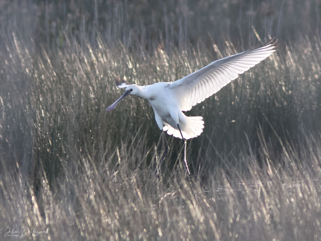 Spatule blanche, identification