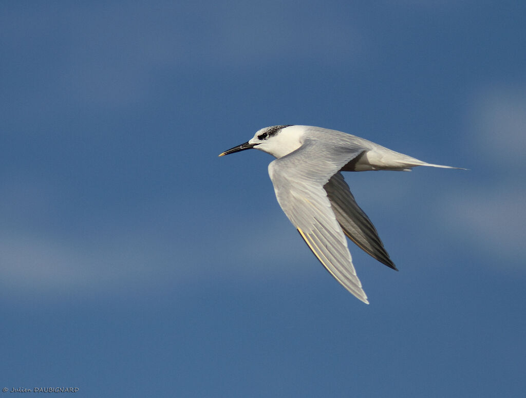Sandwich Tern, Flight