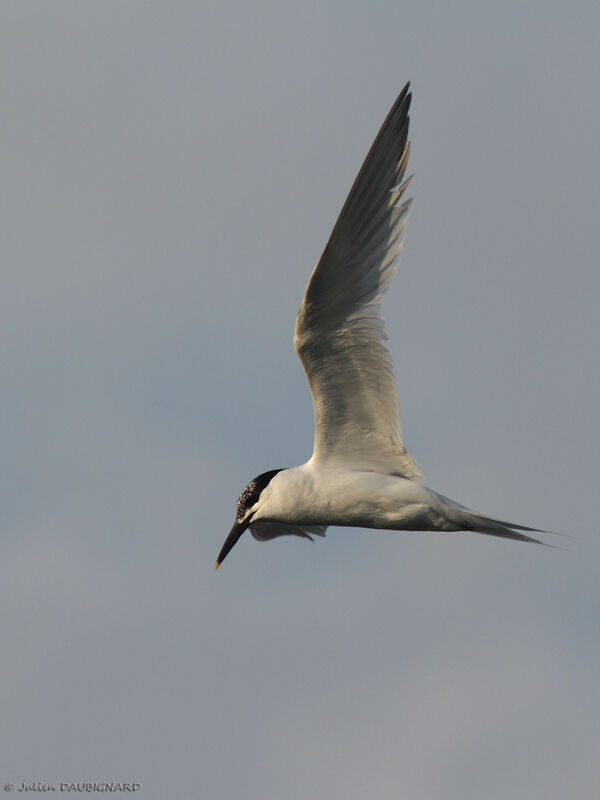 Sandwich Tern, Flight