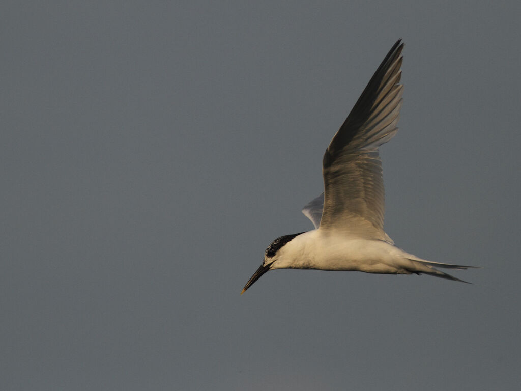 Sandwich Tern, Flight
