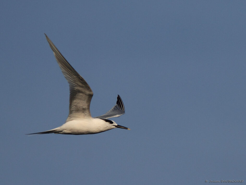 Sandwich Tern, Flight