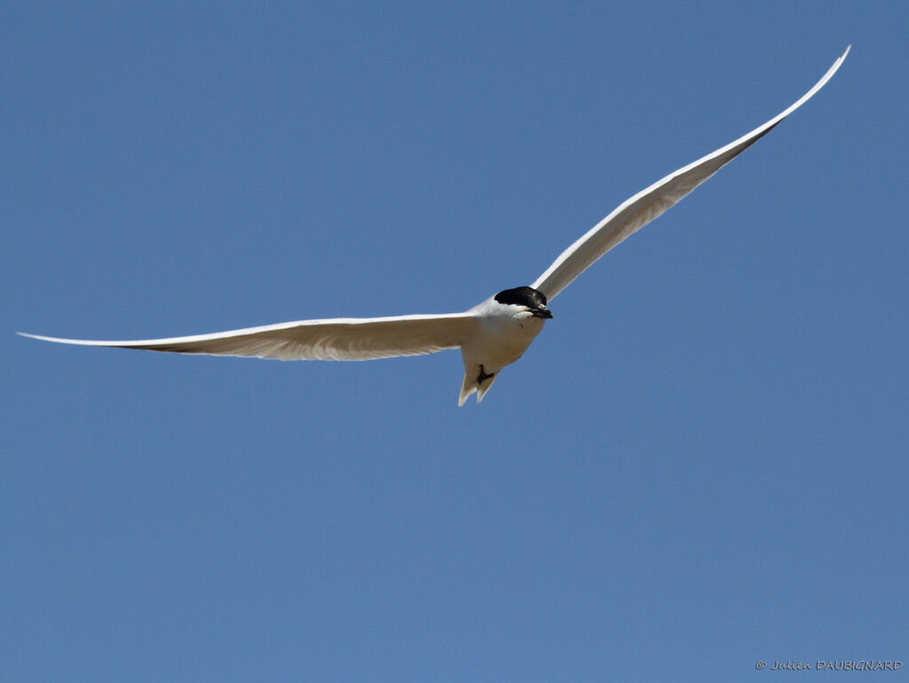 Gull-billed Ternadult, Flight