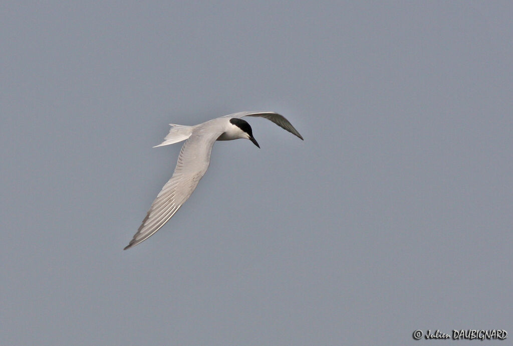Gull-billed Tern, Flight