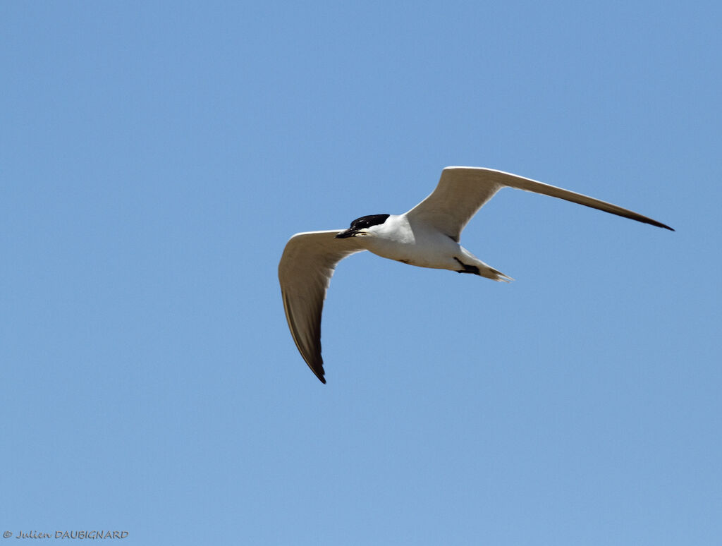 Gull-billed Ternadult, Flight