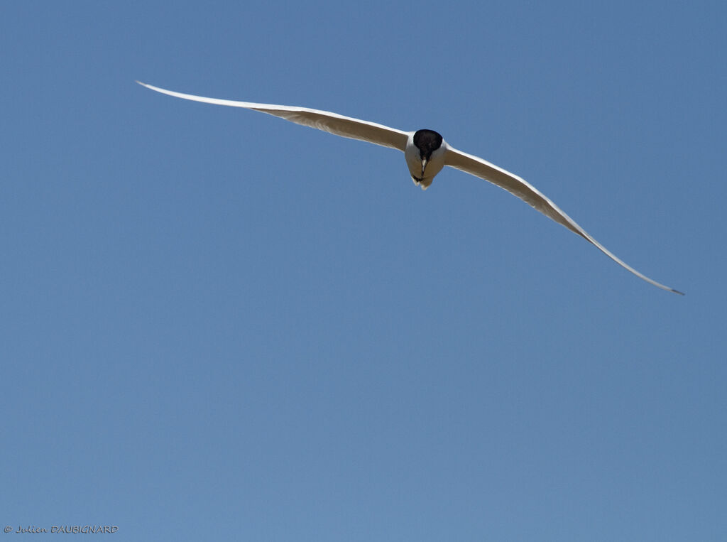Gull-billed Ternadult, Flight