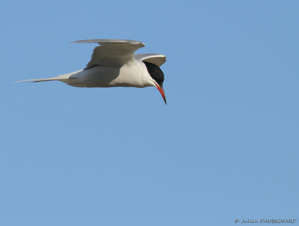 Common Ternadult, Flight