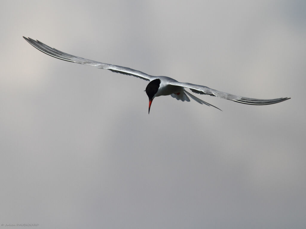 Common Ternadult, Flight
