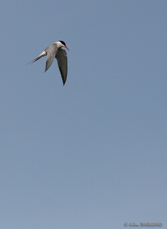 Common Tern, Flight