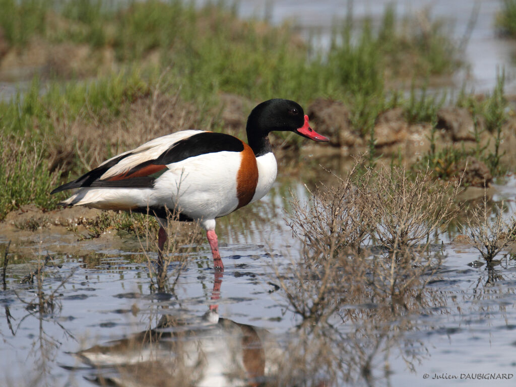 Common Shelduckadult, identification