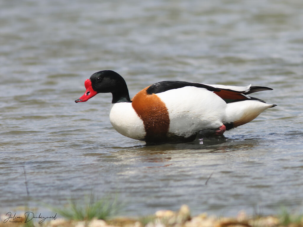 Tadorne de Belonadulte, identification