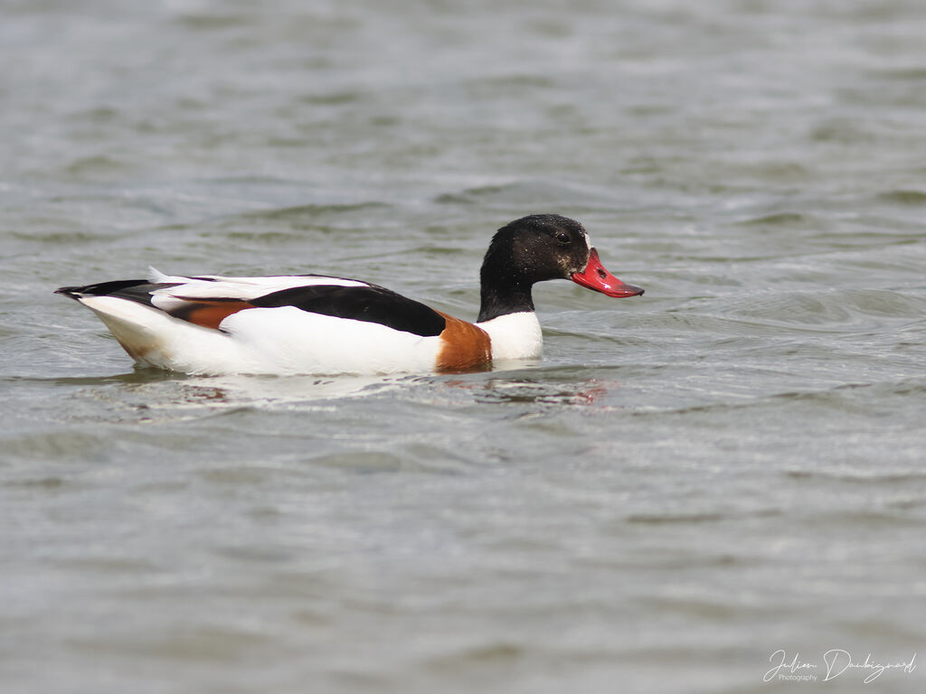 Tadorne de Belonadulte, identification