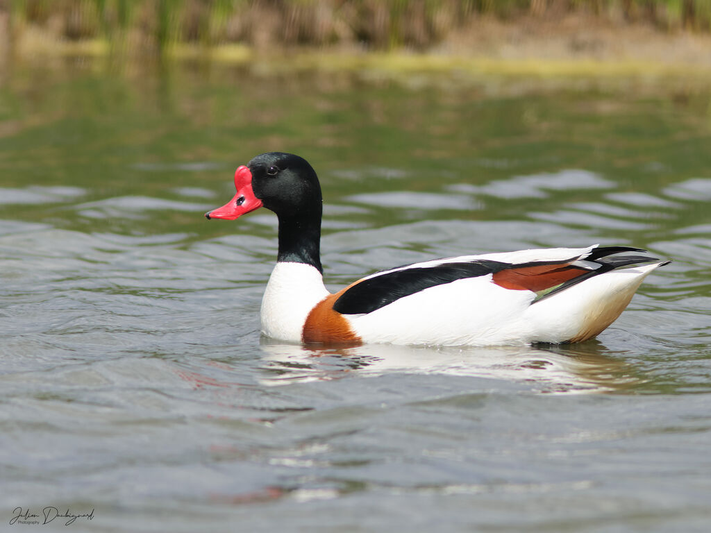 Tadorne de Belonadulte, identification