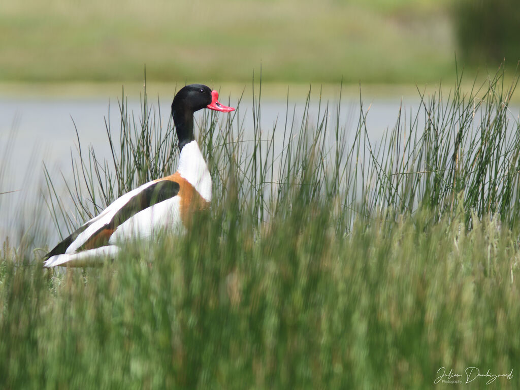 Tadorne de Belonadulte, identification