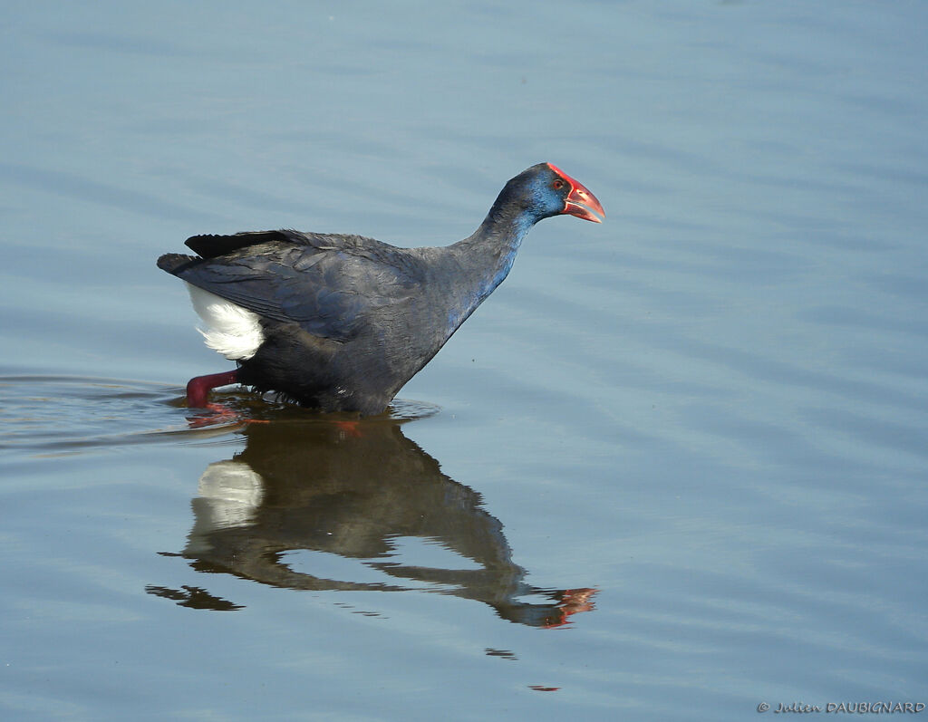 Talève sultaneadulte, identification