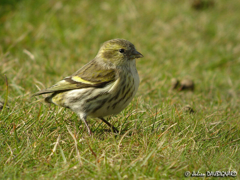 Eurasian Siskin