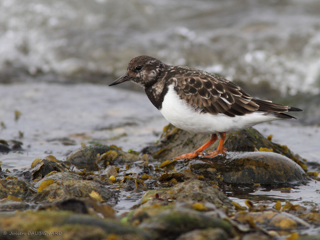 Tournepierre à collier, identification