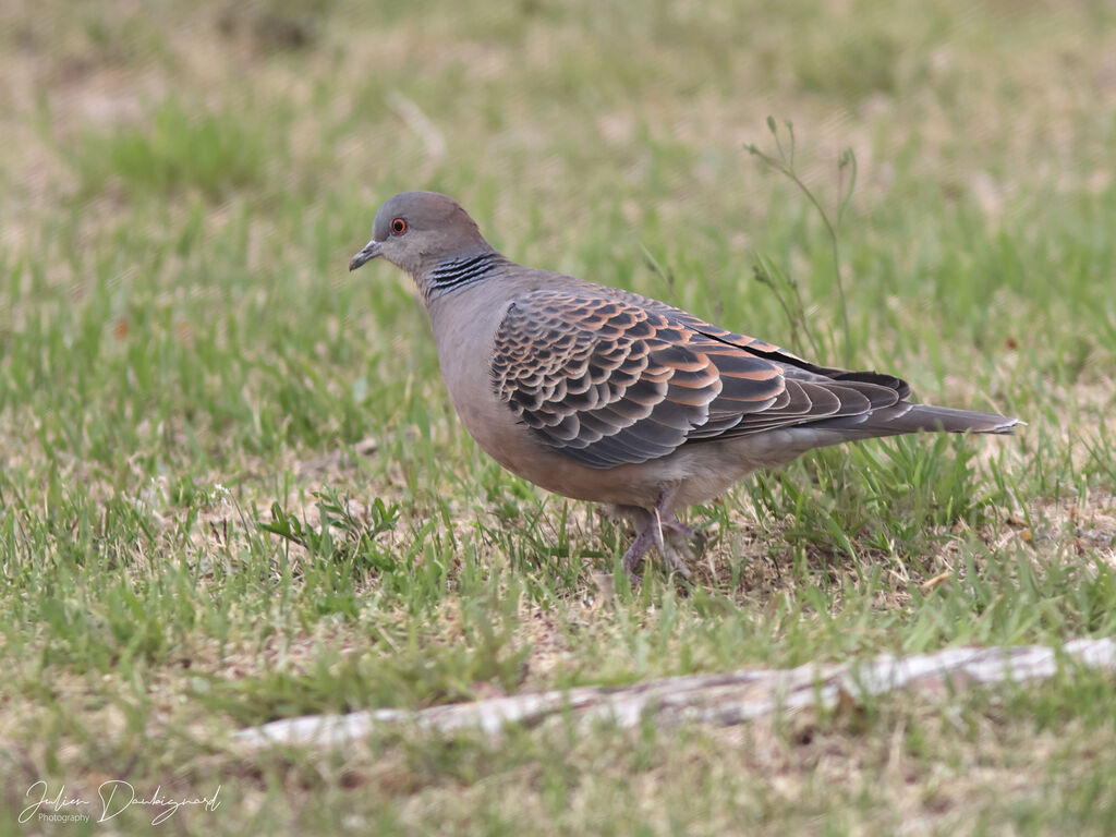 Oriental Turtle Dove, identification