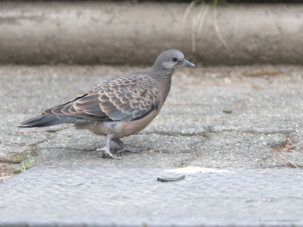 Oriental Turtle Dove, identification