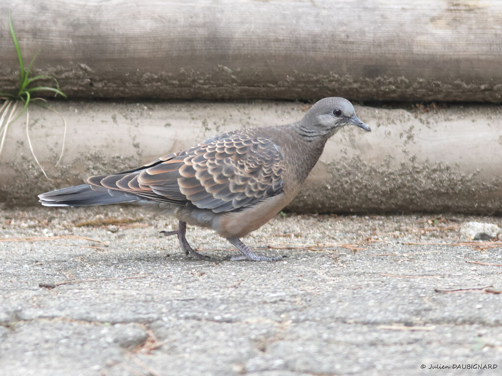 Oriental Turtle Dove, identification