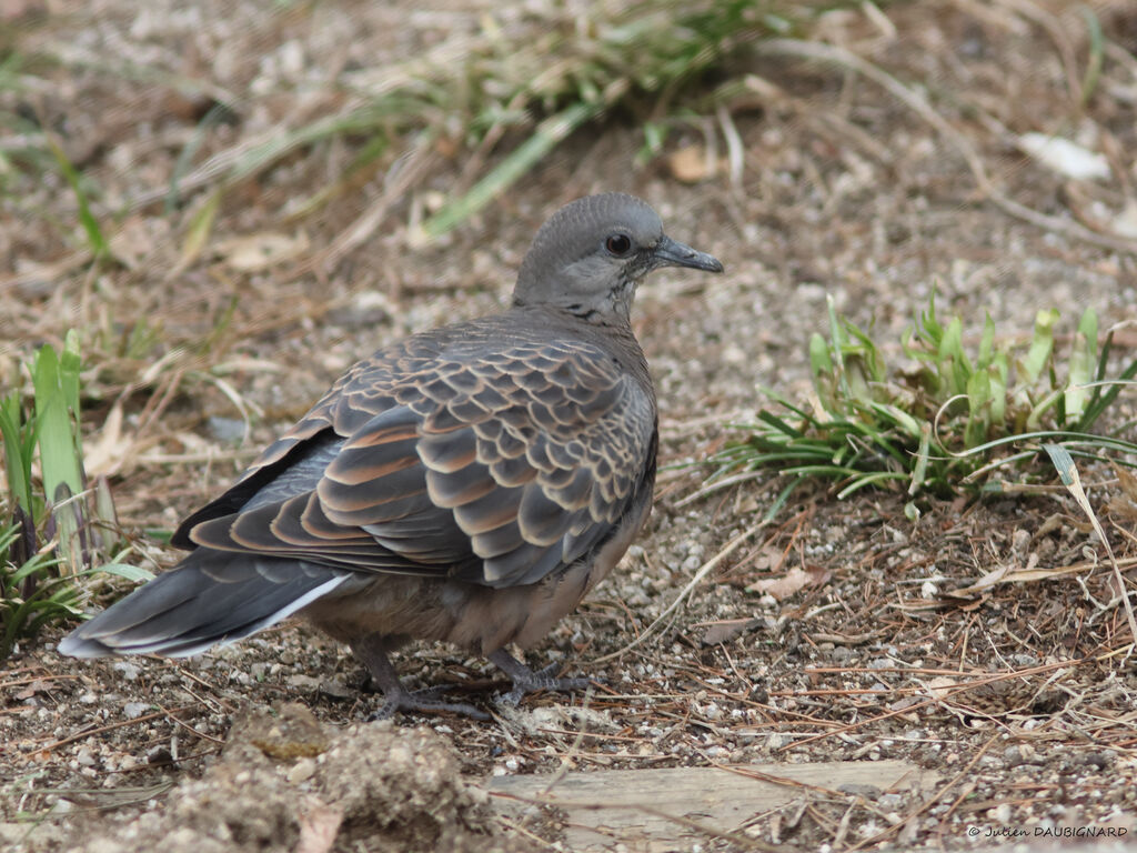 Oriental Turtle Dove, identification