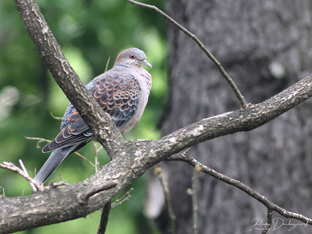 Oriental Turtle Dove, identification
