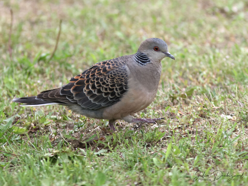 Oriental Turtle Dove, identification