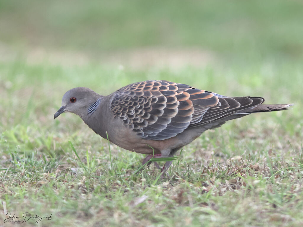 Oriental Turtle Dove, identification