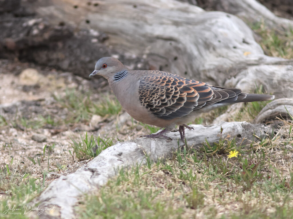 Oriental Turtle Dove, identification