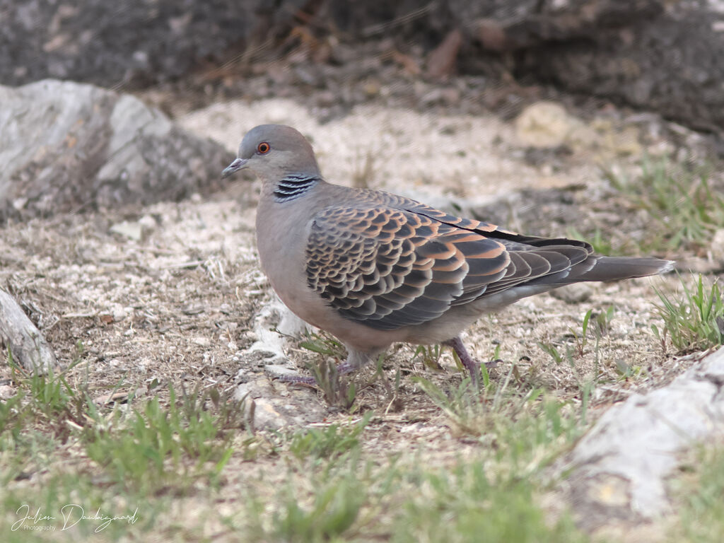 Oriental Turtle Dove, identification