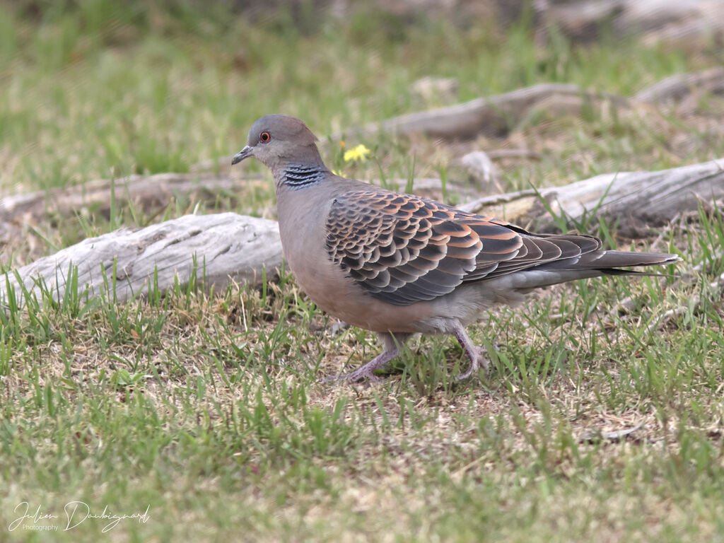 Oriental Turtle Dove, identification