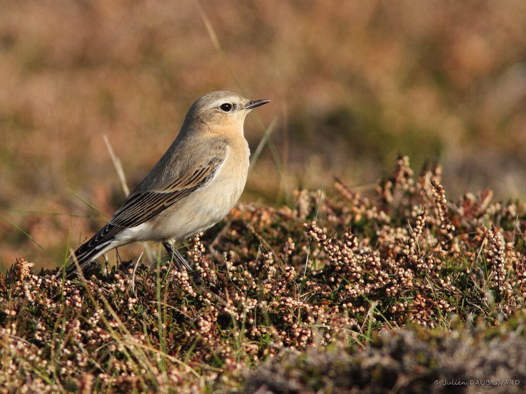 Traquet motteux, identification