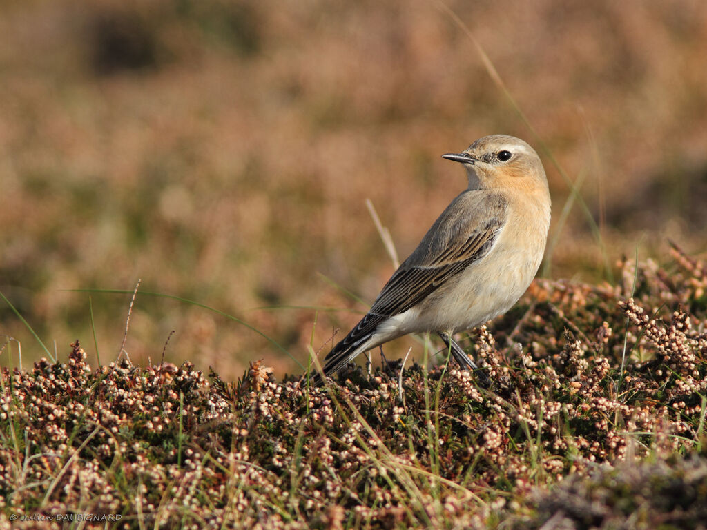 Traquet motteux, identification