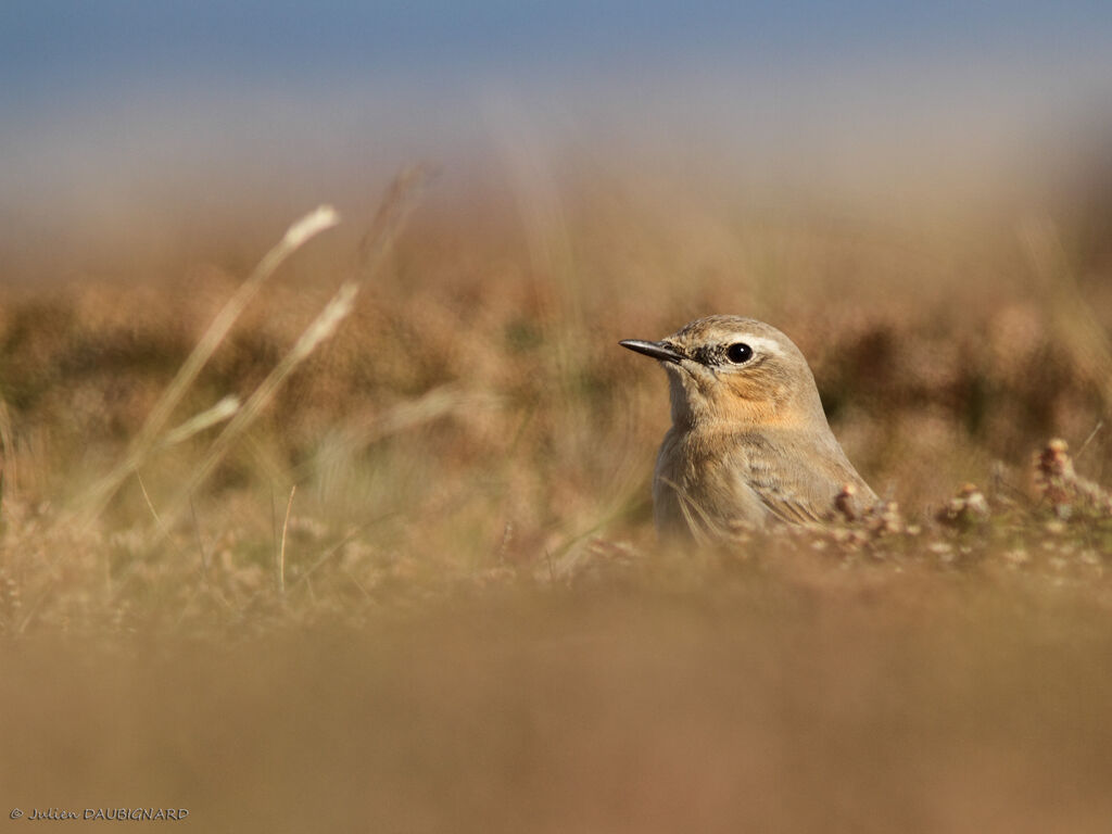 Traquet motteux, identification