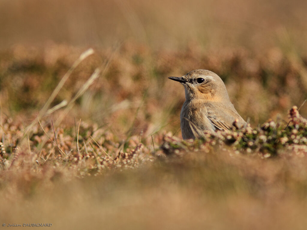 Traquet motteux, identification