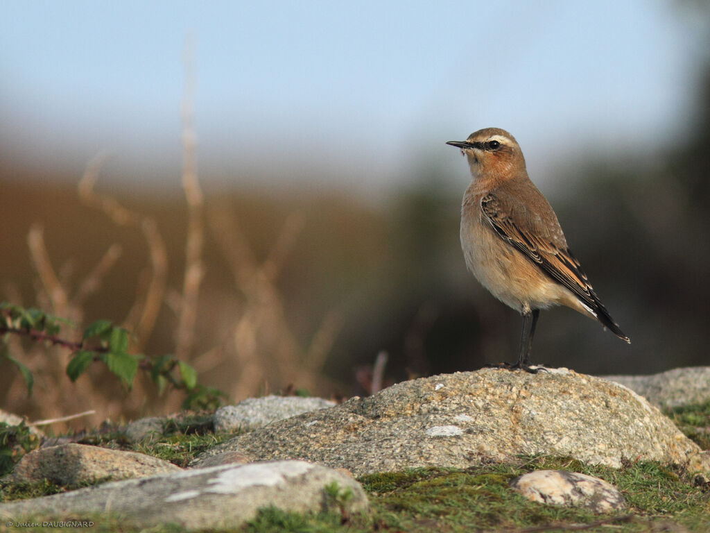 Traquet motteux, identification