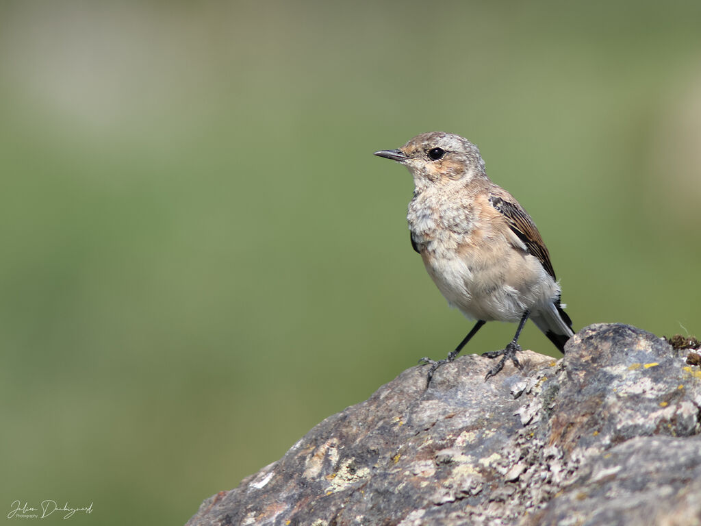 Traquet motteux, identification