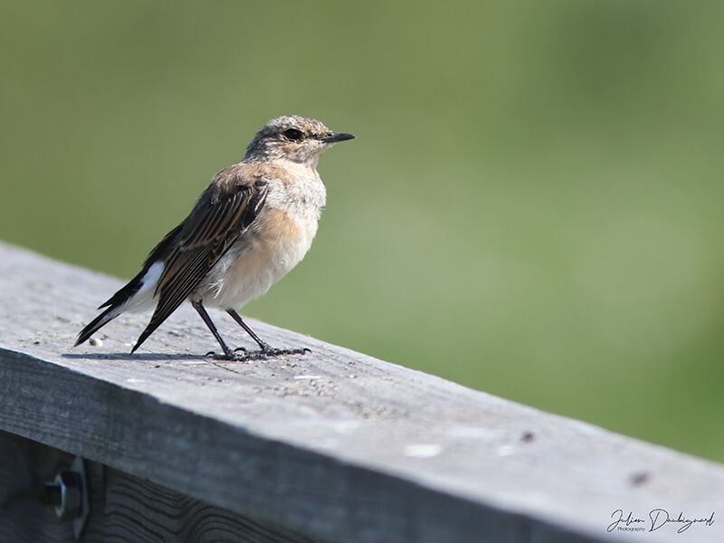Traquet motteux, identification