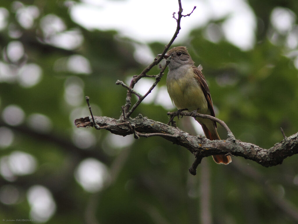 Great Crested Flycatcher, identification