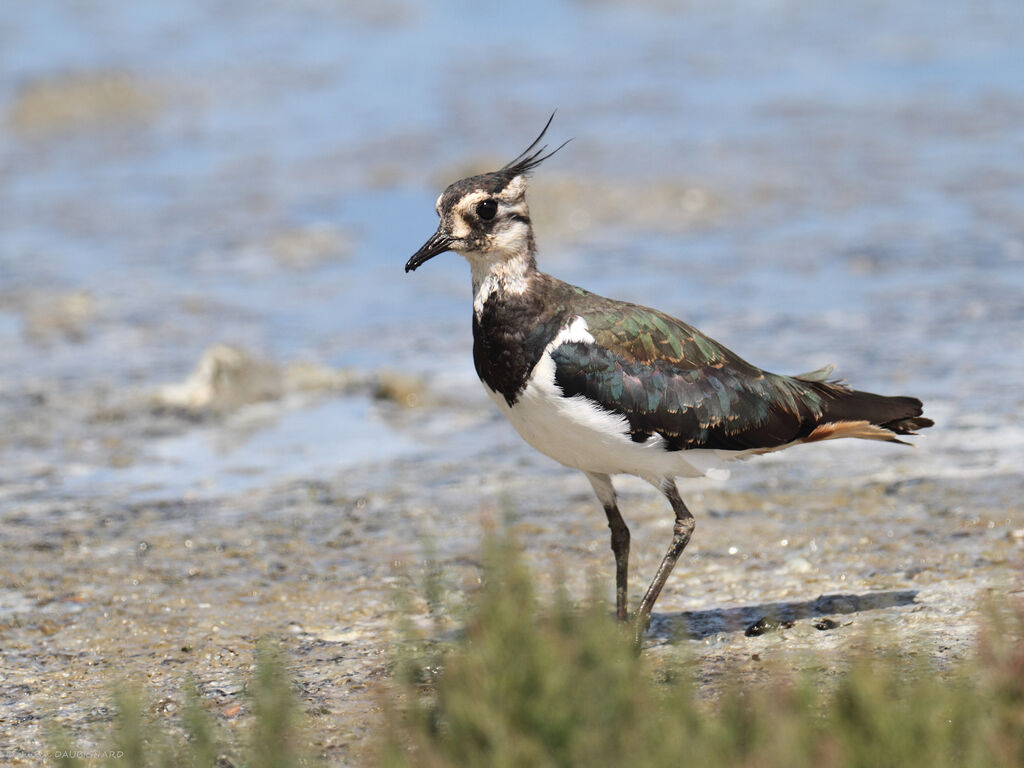 Northern Lapwing, identification