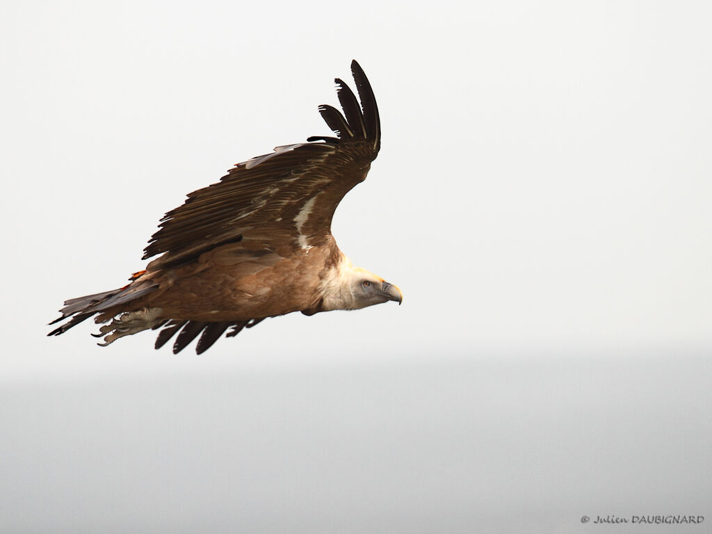Vautour fauve, Vol