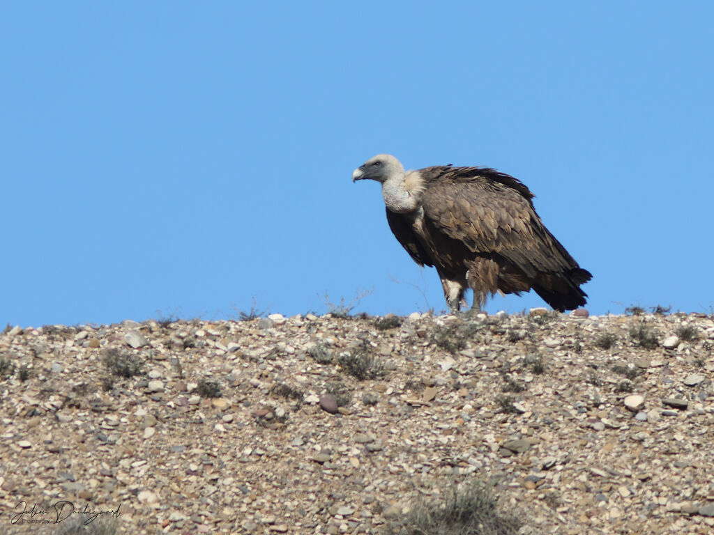 Vautour fauve, identification