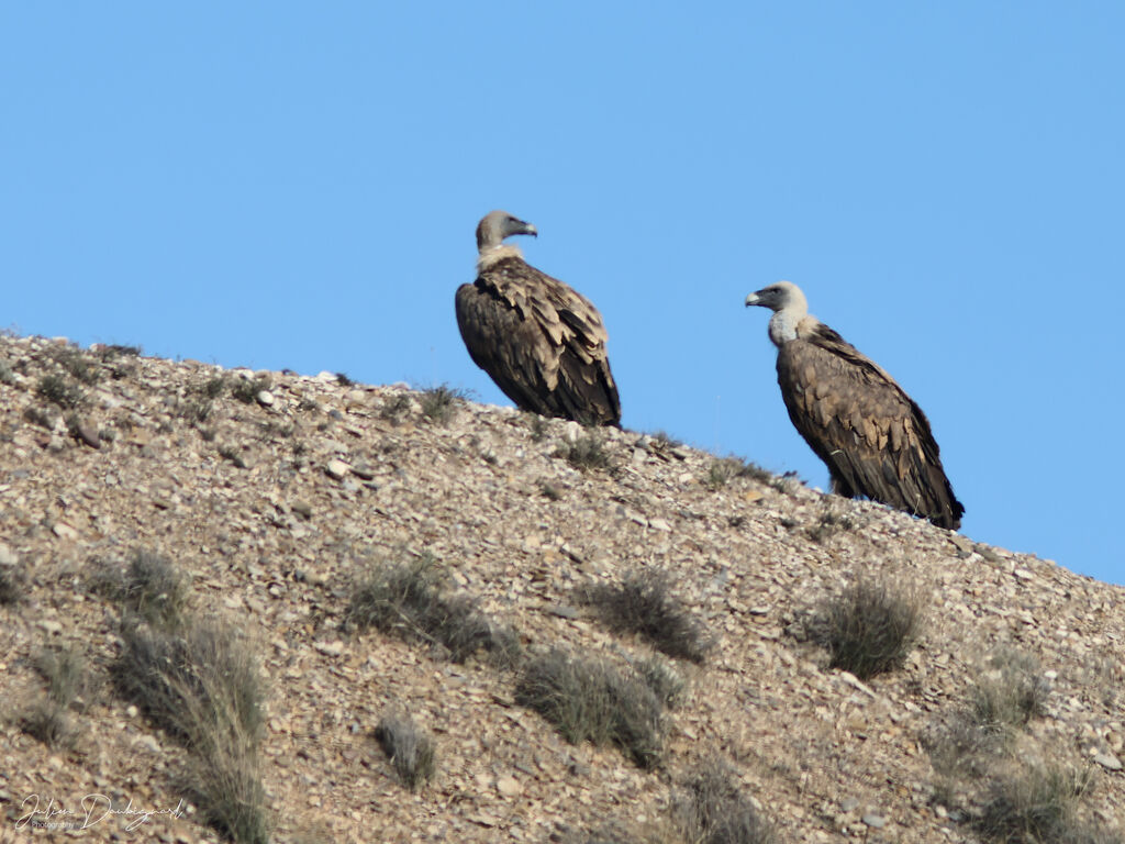 Vautour fauve, identification
