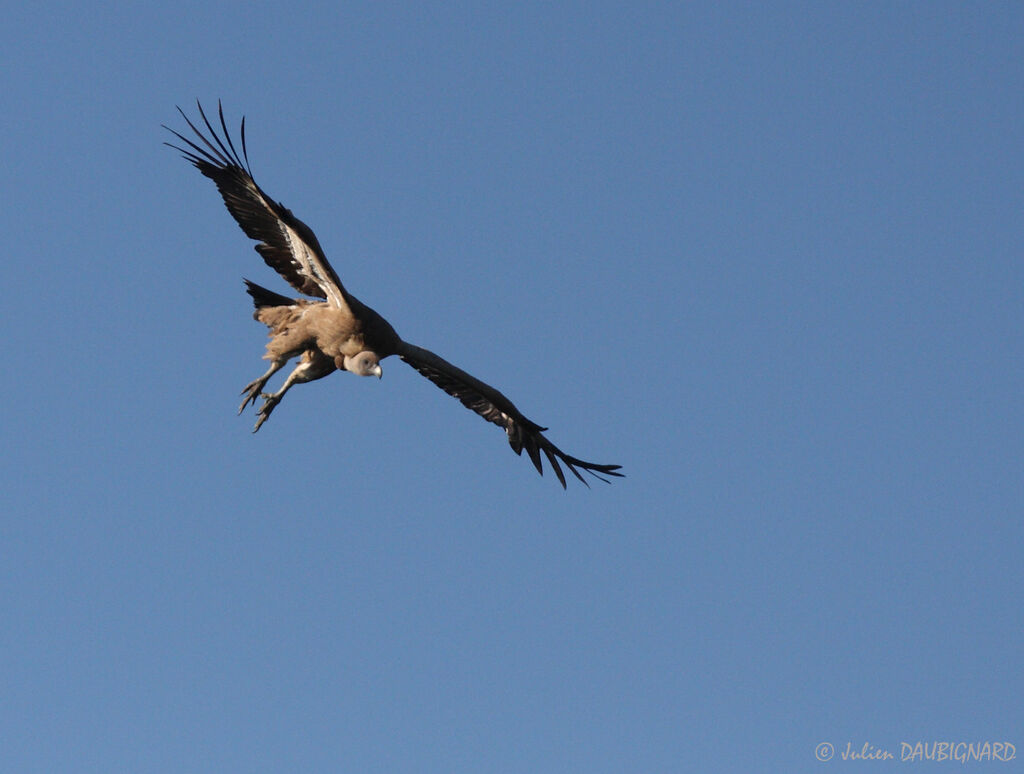 Vautour fauve, Vol