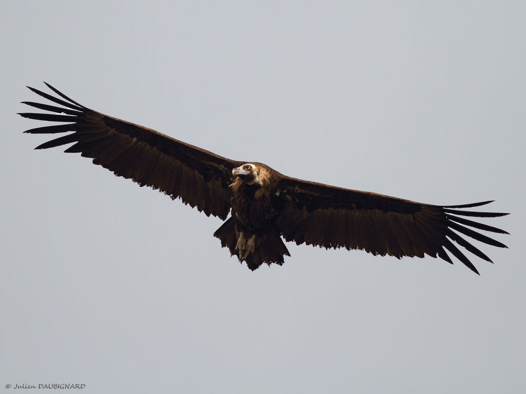 Vautour moine, Vol