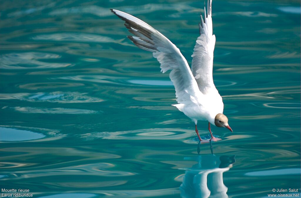 Mouette rieuse
